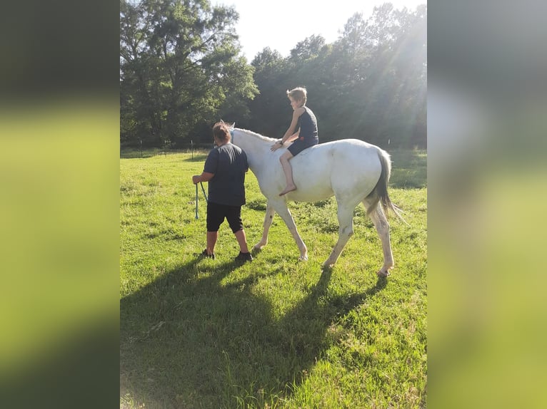 American Quarter Horse Giumenta 9 Anni 142 cm Grigio in Fort Worth Texas