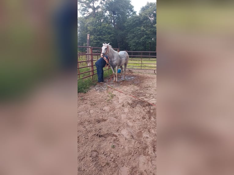 American Quarter Horse Giumenta 9 Anni 142 cm Grigio in Fort Worth Texas