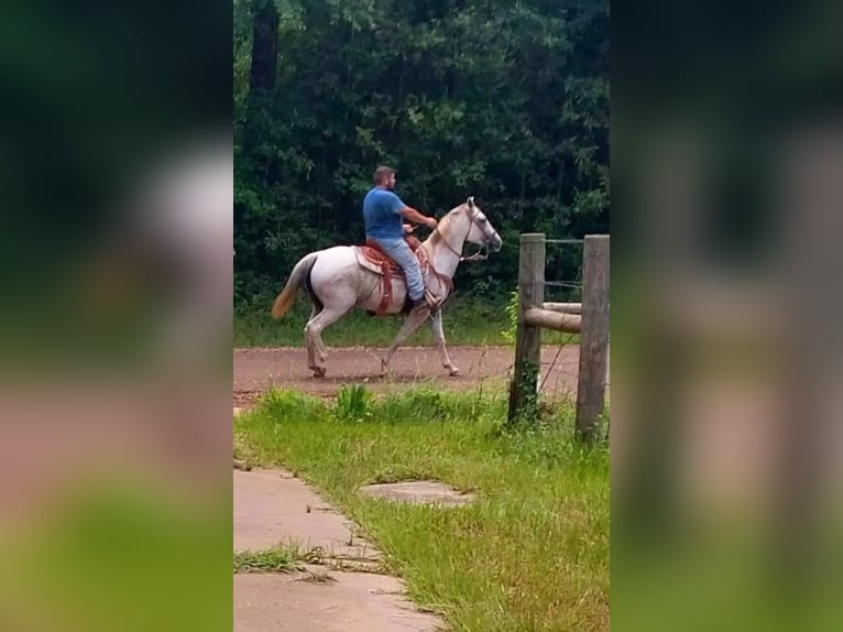 American Quarter Horse Giumenta 9 Anni 142 cm Grigio in Fort Worth Texas