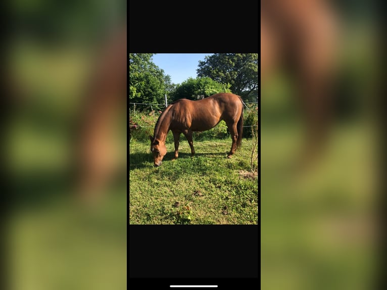 American Quarter Horse Giumenta 9 Anni 144 cm Sauro scuro in Landau an der Isar