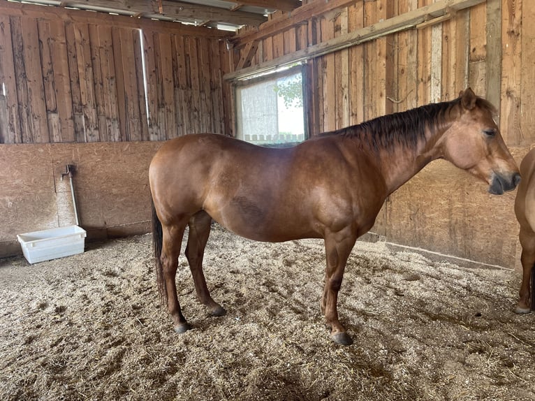 American Quarter Horse Giumenta 9 Anni 144 cm Sauro scuro in Landau an der Isar