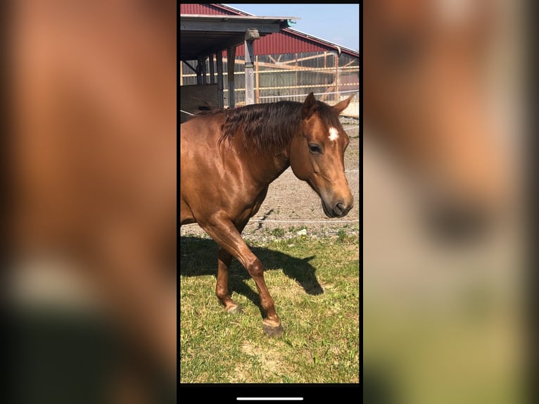 American Quarter Horse Giumenta 9 Anni 144 cm Sauro scuro in Landau an der Isar