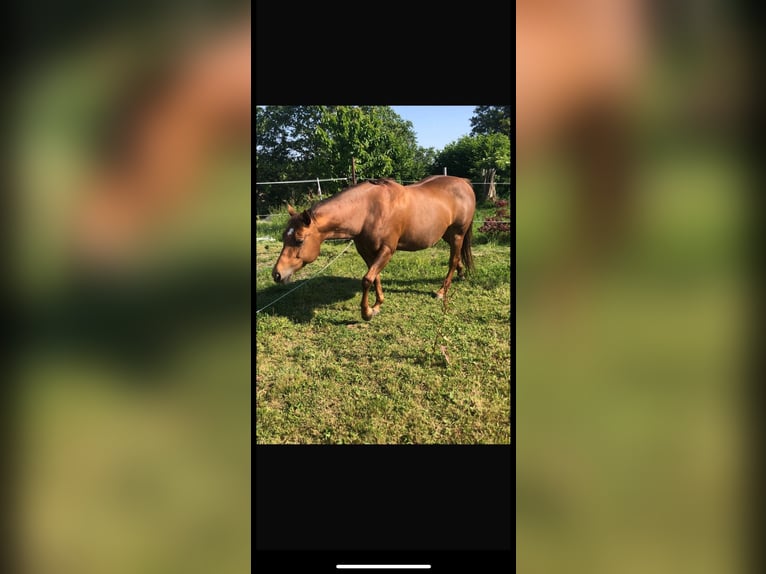 American Quarter Horse Giumenta 9 Anni 144 cm Sauro scuro in Landau an der Isar