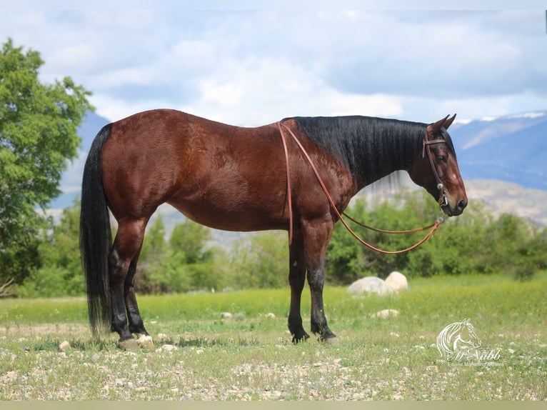 American Quarter Horse Giumenta 9 Anni 145 cm Baio ciliegia in Cody