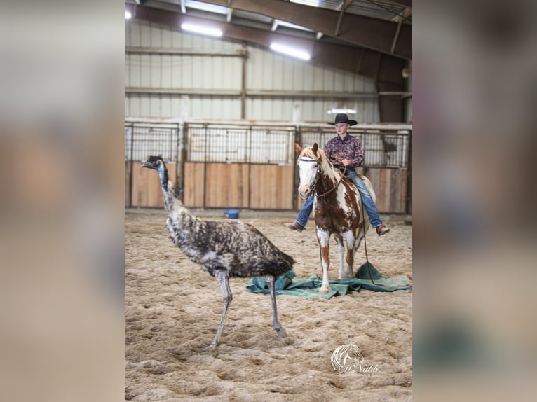 American Quarter Horse Giumenta 9 Anni 145 cm Baio ciliegia in Cody