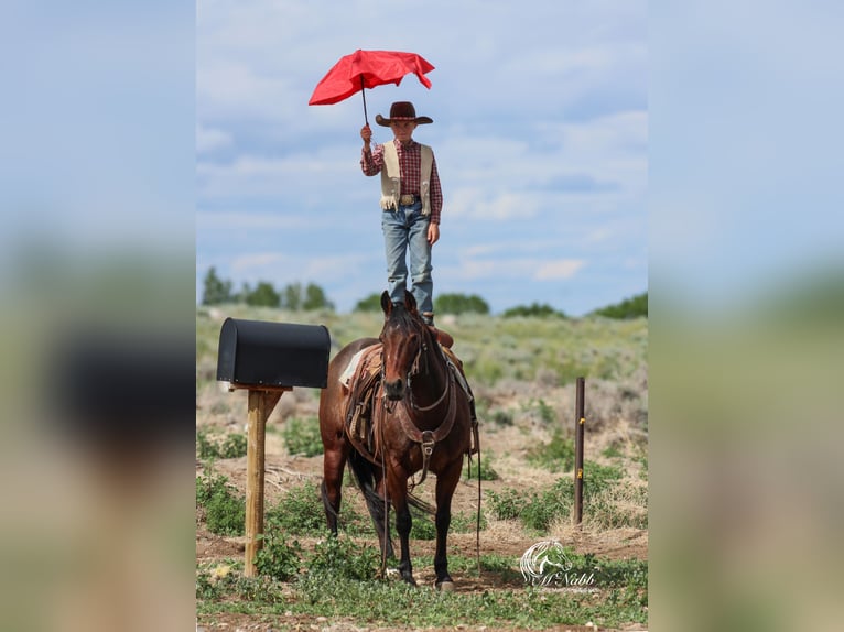 American Quarter Horse Giumenta 9 Anni 145 cm Baio ciliegia in Cody