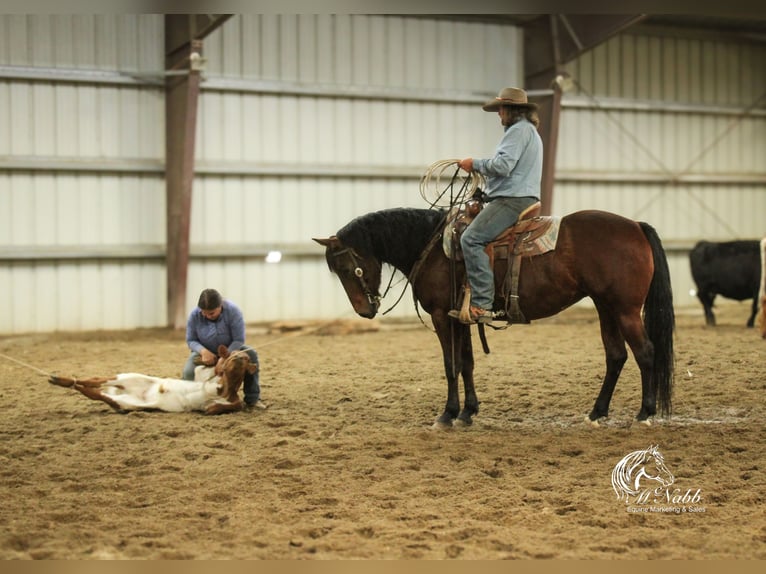 American Quarter Horse Giumenta 9 Anni 145 cm Baio ciliegia in Cody