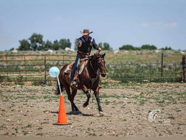 American Quarter Horse Giumenta 9 Anni 145 cm Baio ciliegia in Cody