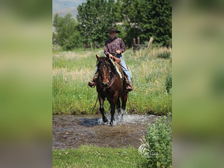 American Quarter Horse Giumenta 9 Anni 145 cm Baio ciliegia in Cody