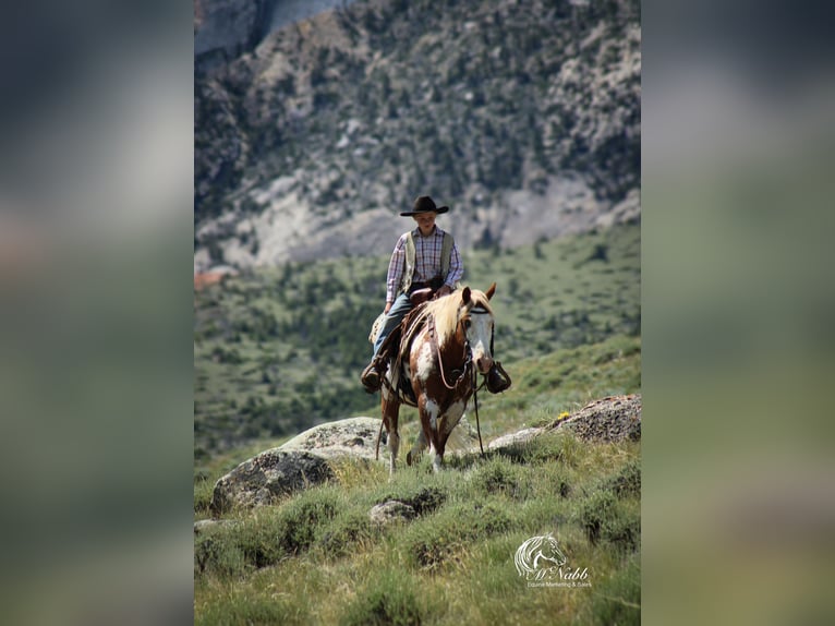 American Quarter Horse Giumenta 9 Anni 145 cm Baio ciliegia in Cody