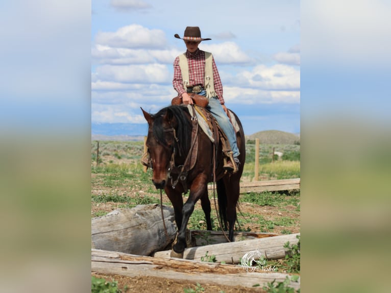 American Quarter Horse Giumenta 9 Anni 145 cm Baio ciliegia in Cody