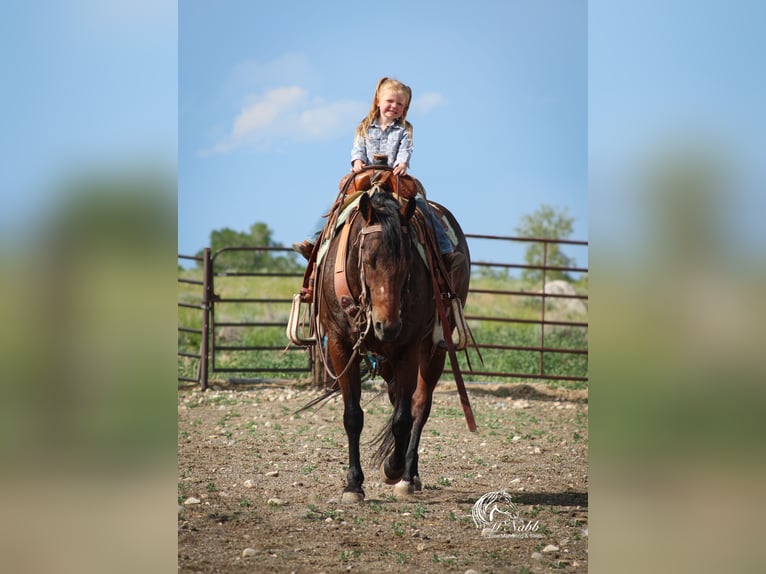 American Quarter Horse Giumenta 9 Anni 145 cm Baio ciliegia in Cody