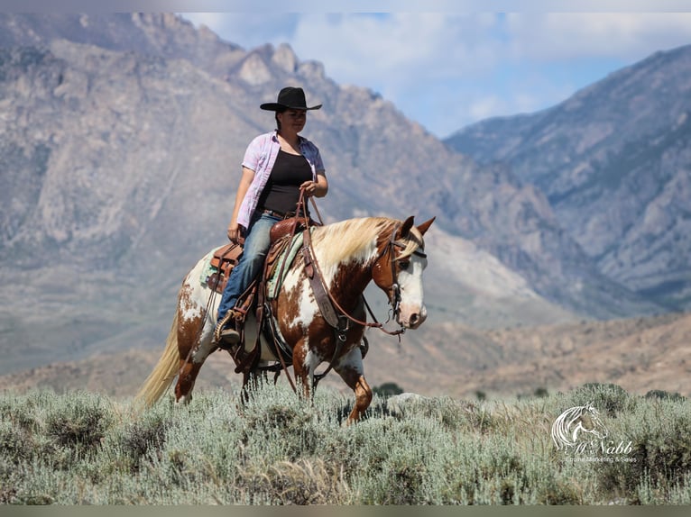 American Quarter Horse Giumenta 9 Anni 145 cm Baio ciliegia in Cody