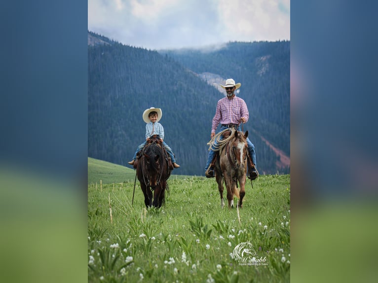 American Quarter Horse Giumenta 9 Anni 145 cm Baio ciliegia in Cody