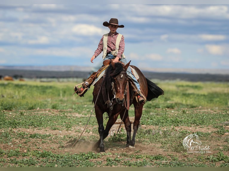 American Quarter Horse Giumenta 9 Anni 145 cm Baio ciliegia in Cody