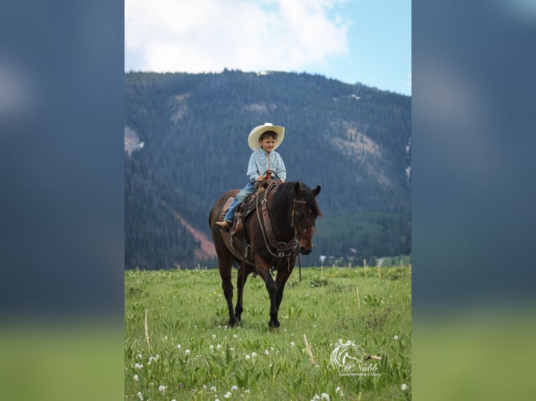 American Quarter Horse Giumenta 9 Anni 145 cm Baio ciliegia in Cody