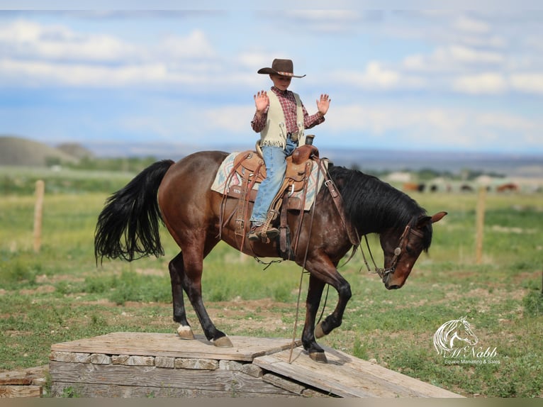 American Quarter Horse Giumenta 9 Anni 145 cm Baio ciliegia in Cody