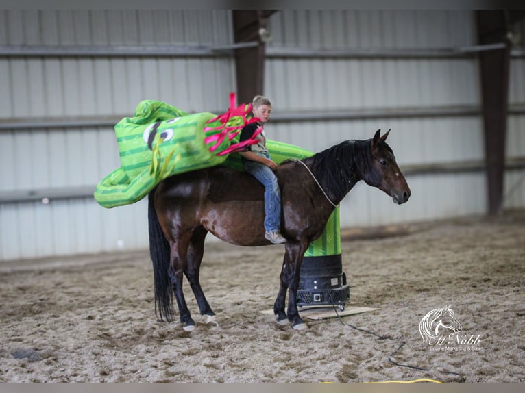 American Quarter Horse Giumenta 9 Anni 145 cm Baio ciliegia in Cody