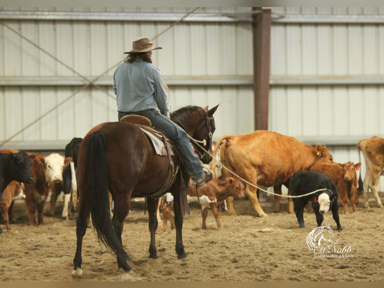 American Quarter Horse Giumenta 9 Anni 145 cm Baio ciliegia in Cody