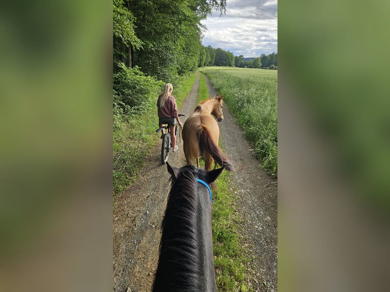 American Quarter Horse Giumenta 9 Anni 145 cm Red dun in Weilmünster