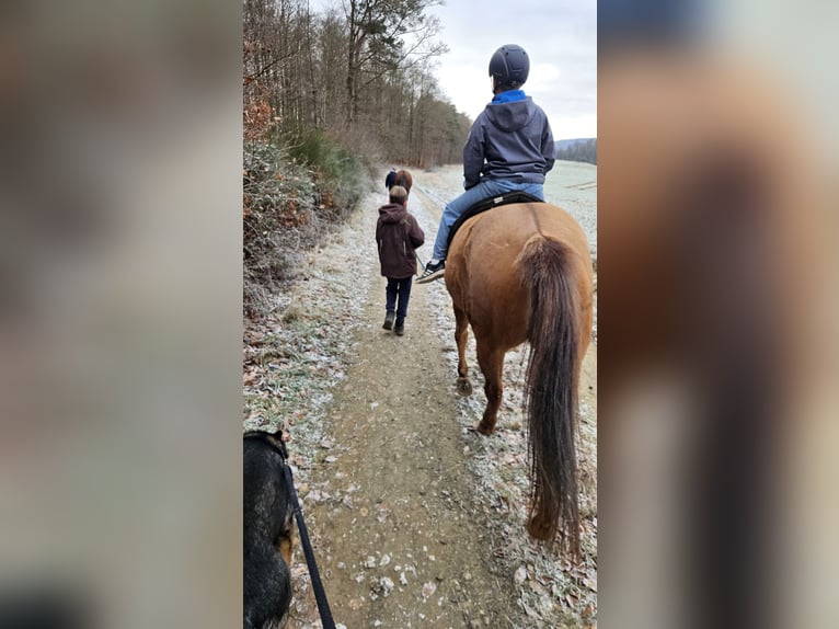 American Quarter Horse Giumenta 9 Anni 145 cm Red dun in Weilmünster