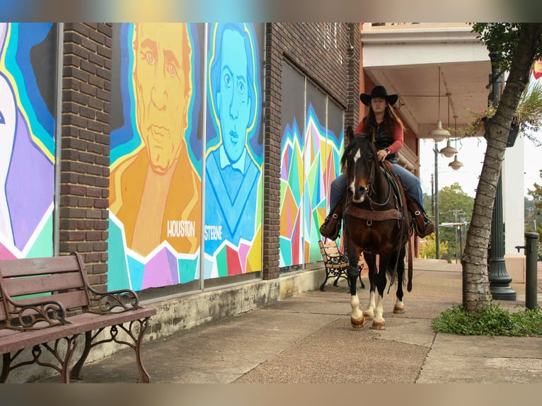 American Quarter Horse Giumenta 9 Anni 147 cm Baio ciliegia in Rusk TX