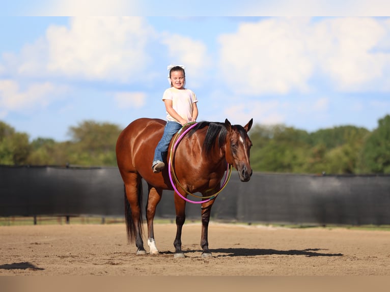 American Quarter Horse Giumenta 9 Anni 147 cm Baio ciliegia in Buffalo