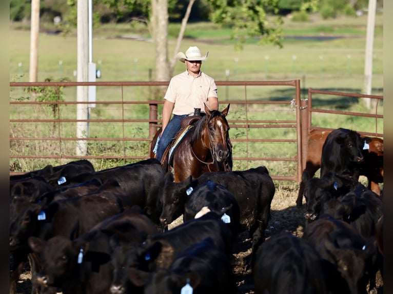 American Quarter Horse Giumenta 9 Anni 147 cm Baio ciliegia in Buffalo