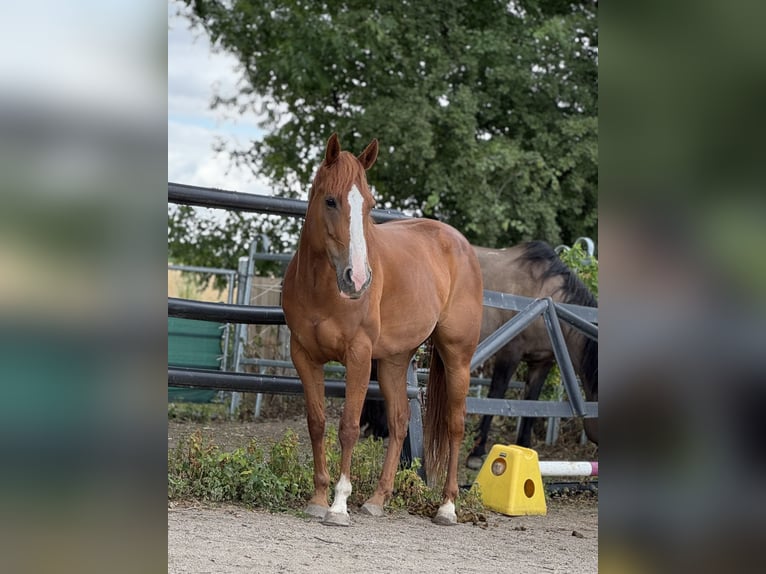 American Quarter Horse Giumenta 9 Anni 147 cm Sauro in Großpösna