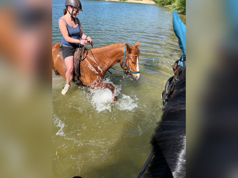 American Quarter Horse Giumenta 9 Anni 147 cm Sauro in Großpösna