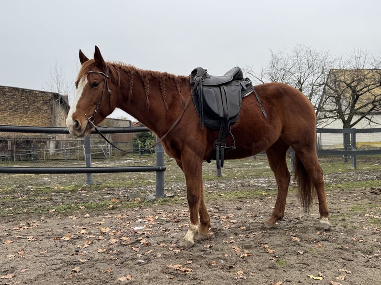 American Quarter Horse Giumenta 9 Anni 147 cm Sauro in Großpösna