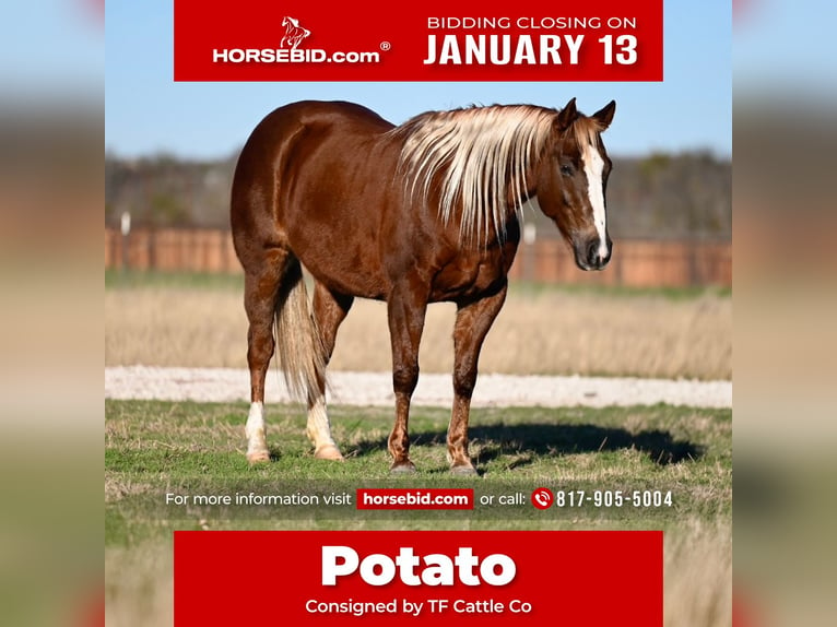 American Quarter Horse Giumenta 9 Anni 147 cm Sauro ciliegia in Cresson, TX