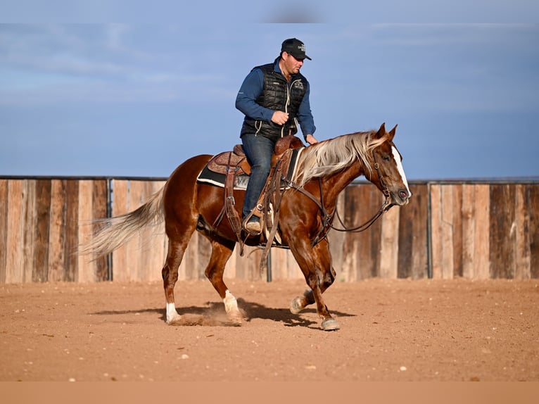 American Quarter Horse Giumenta 9 Anni 147 cm Sauro ciliegia in Cresson, TX