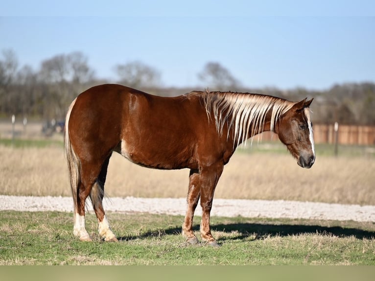 American Quarter Horse Giumenta 9 Anni 147 cm Sauro ciliegia in Cresson, TX