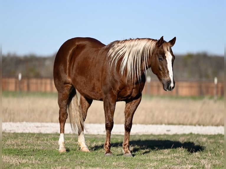 American Quarter Horse Giumenta 9 Anni 147 cm Sauro ciliegia in Cresson, TX