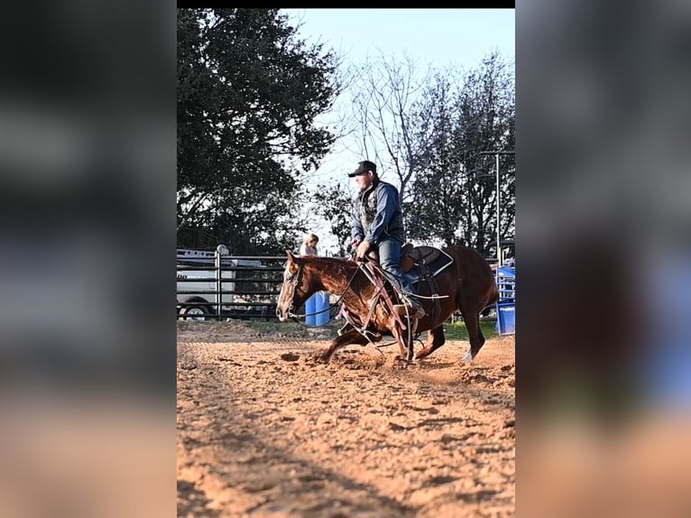 American Quarter Horse Giumenta 9 Anni 147 cm Sauro ciliegia in Cresson, TX