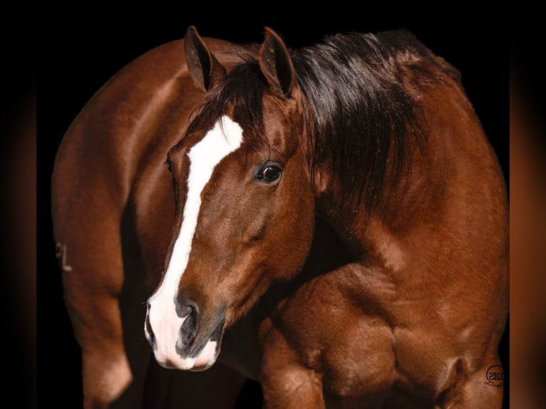 American Quarter Horse Giumenta 9 Anni 147 cm Sauro ciliegia in Canyon, TX