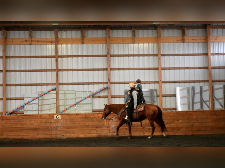 American Quarter Horse Giumenta 9 Anni 147 cm Sauro ciliegia in Rebersburg