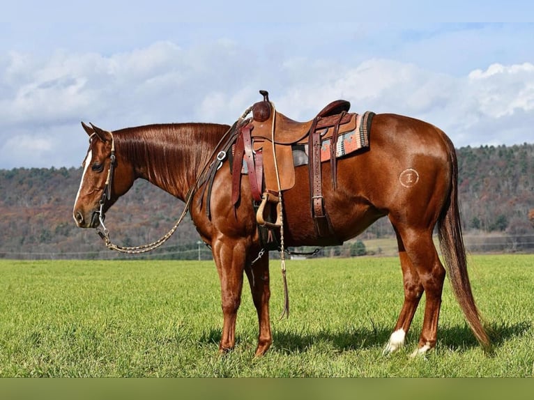 American Quarter Horse Giumenta 9 Anni 147 cm Sauro ciliegia in Rebersburg