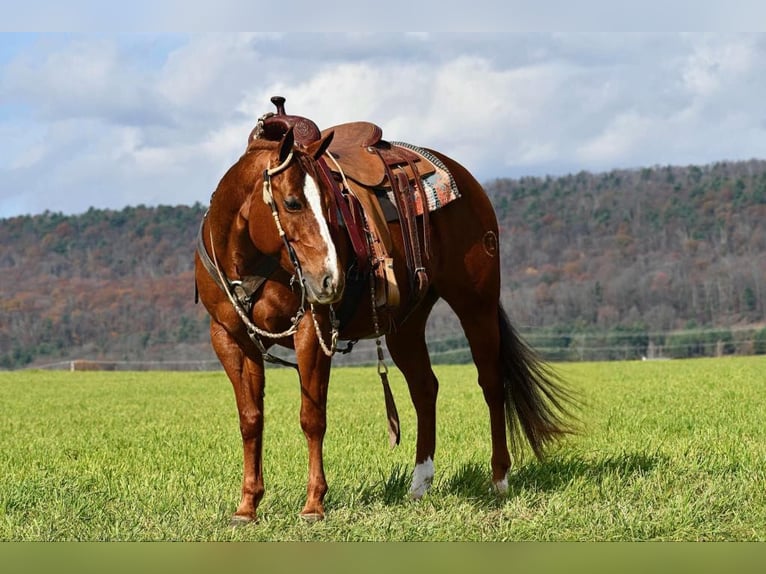 American Quarter Horse Giumenta 9 Anni 147 cm Sauro ciliegia in Rebersburg