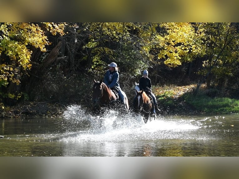 American Quarter Horse Giumenta 9 Anni 147 cm Sauro ciliegia in Rebersburg