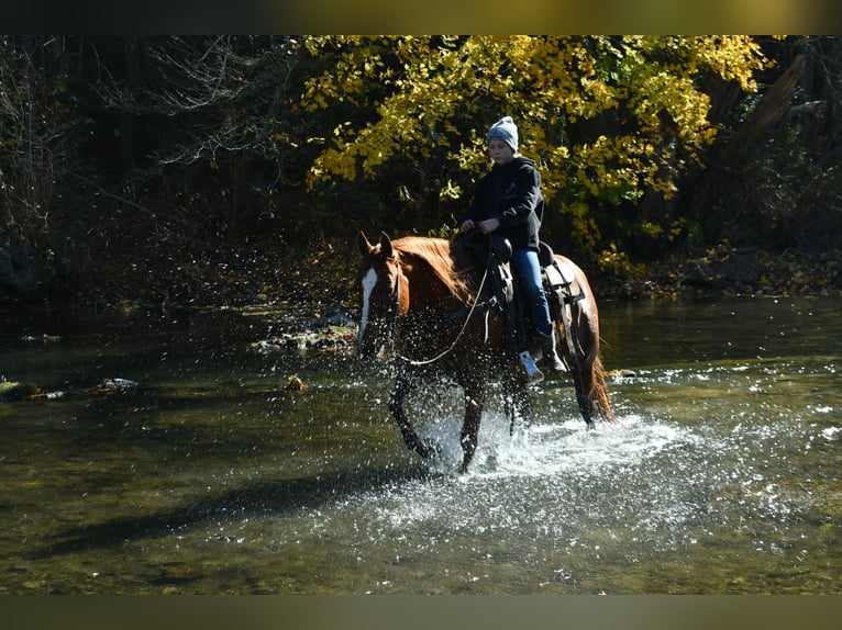 American Quarter Horse Giumenta 9 Anni 147 cm Sauro ciliegia in Rebersburg