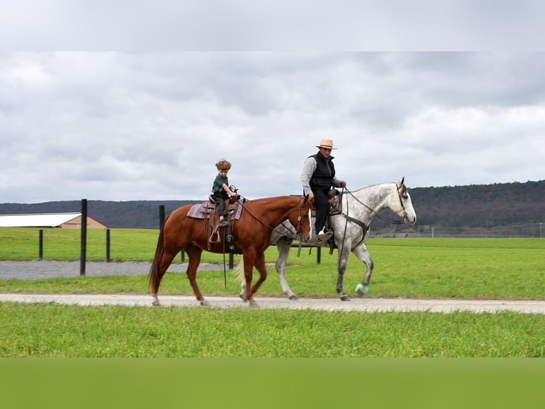 American Quarter Horse Giumenta 9 Anni 147 cm Sauro ciliegia in Rebersburg