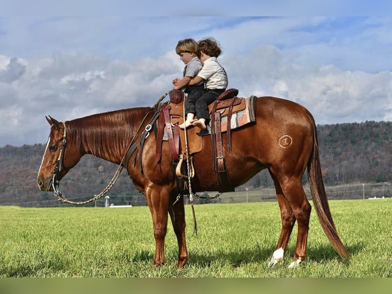 American Quarter Horse Giumenta 9 Anni 147 cm Sauro ciliegia in Rebersburg