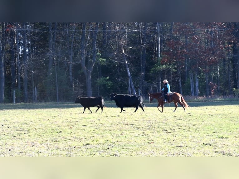 American Quarter Horse Giumenta 9 Anni 147 cm Sauro ciliegia in Rebersburg