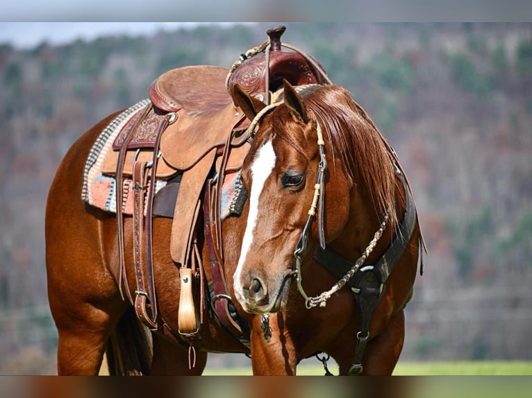 American Quarter Horse Giumenta 9 Anni 147 cm Sauro ciliegia in Rebersburg