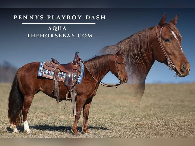 American Quarter Horse Giumenta 9 Anni 147 cm Sauro scuro in Parkers Lake, KY