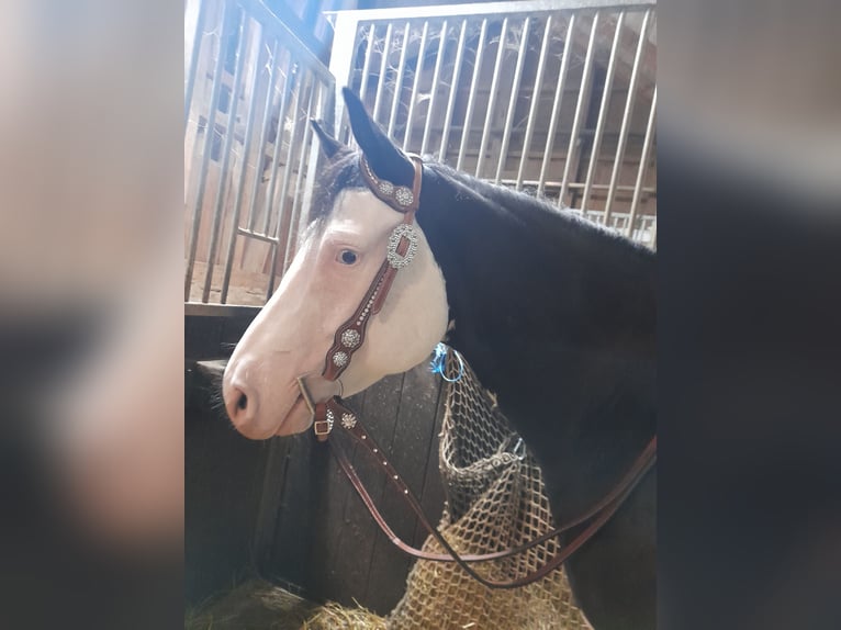 American Quarter Horse Giumenta 9 Anni 148 cm Overo-tutti i colori in Winterlingen