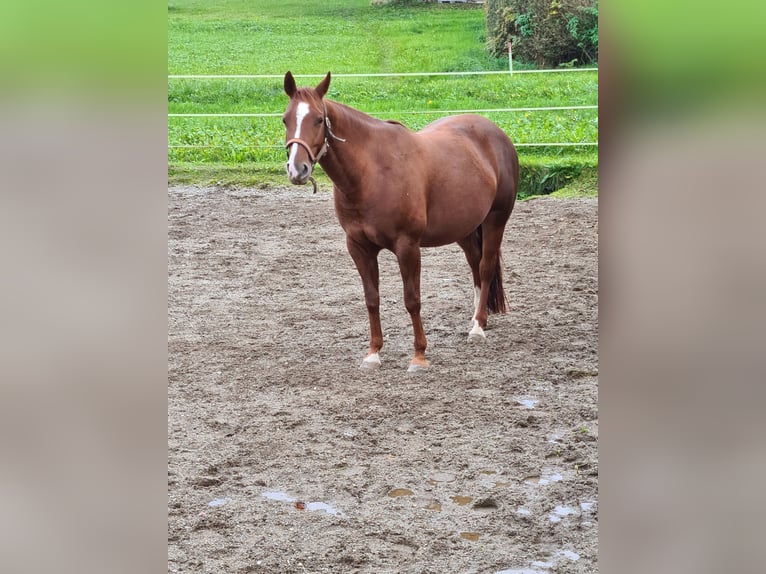 American Quarter Horse Giumenta 9 Anni 148 cm Sauro in 5166 Perwang am Grabensee