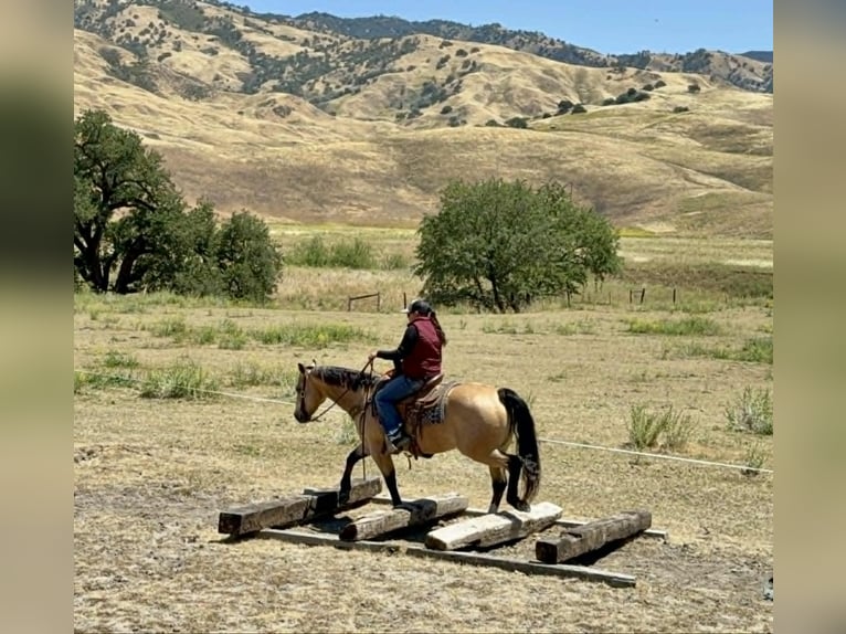 American Quarter Horse Giumenta 9 Anni 150 cm Pelle di daino in Tres Pinos